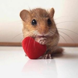 Meet your Posher, Patty